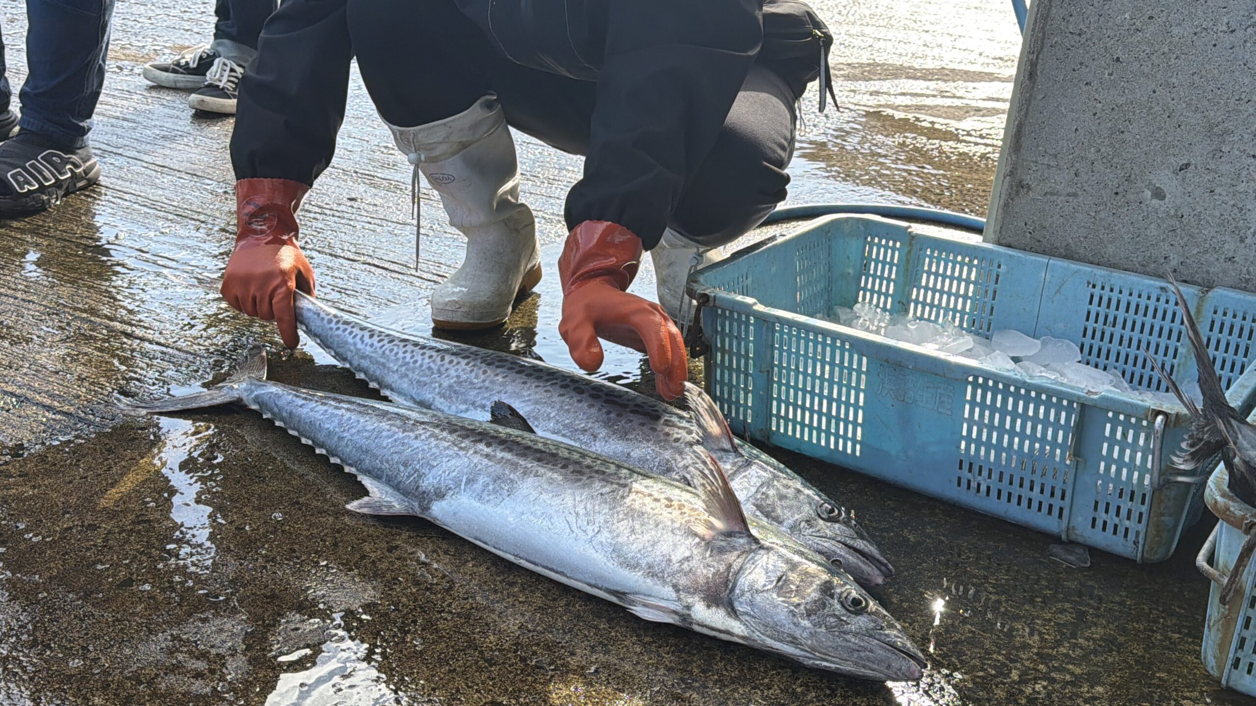 漁港で魚を選別する様子